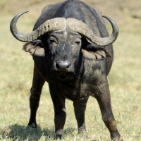 African Buffaloes: The Formidable Grazers of Zimbabwe