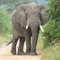 Discover the Majestic Elephants during your Holidays to Zimbabwe