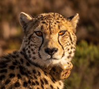 The Cheetah: Africa's Fastest Land Animal