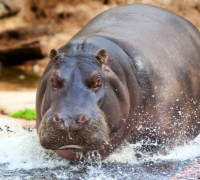 The Mighty Hippopotamus: A Large Semi-Aquatic Mammal