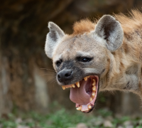 The Fascinating World of Hyenas