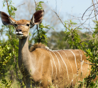 Kudus: The Unique African Antelope
