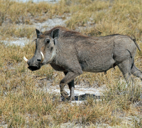 Discovering the Fascinating World of Warthogs