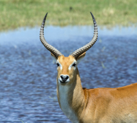 The Waterbuck: A Unique African Antelope Species