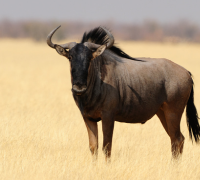 The Fascinating World of Wildebeest
