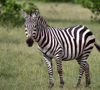 Zebras: The Unique African Equine Mammals