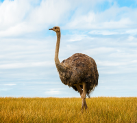 Ostriches: The Largest Flightless Birds Native to Africa