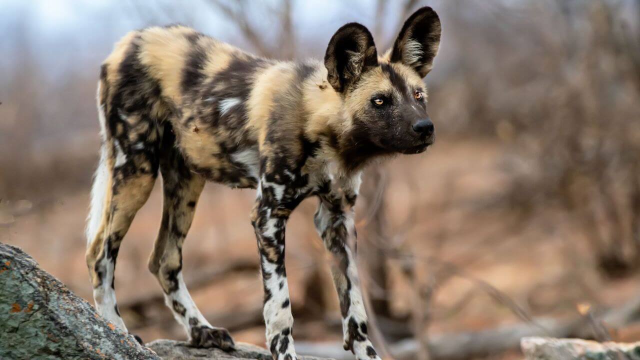 African Wild Dogs: Painted Dogs